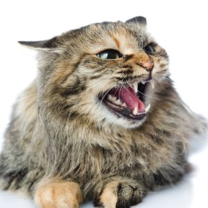 Aggressive Cat